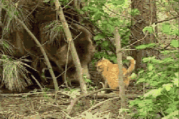 喵星人啥朋友都敢交动物gif搞笑图片