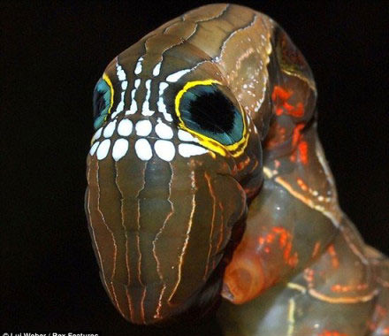 罕见“骷髅脸”毛毛虫动物gif搞笑图片