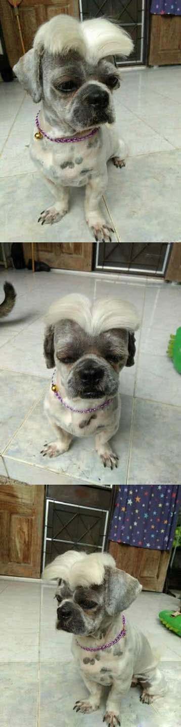 这个发型有点帅气,狗子看起来很满意动物gif搞笑图片