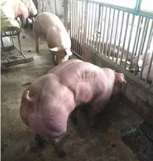 这是一只有故事的猪,肌肉居然这么发达动物gif搞笑图片