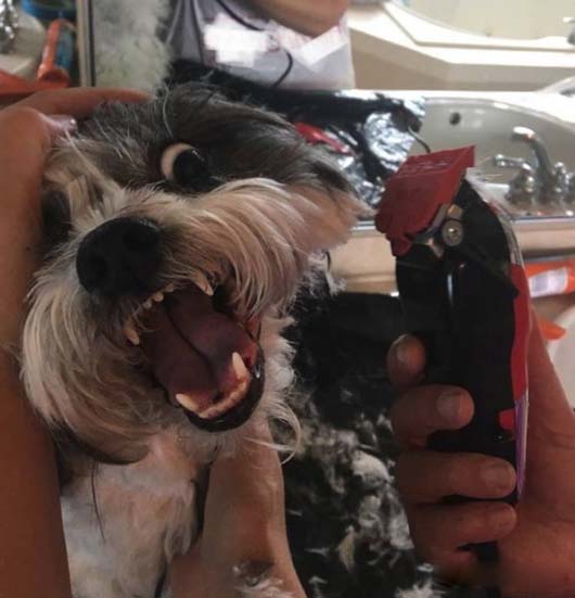 看狗子惊恐的眼神,你们还不赶紧住手动物gif搞笑图片