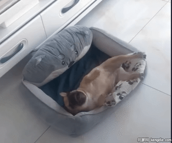 吉娃娃躺在狗窝里打滚gif动态图片动物gif搞笑图片