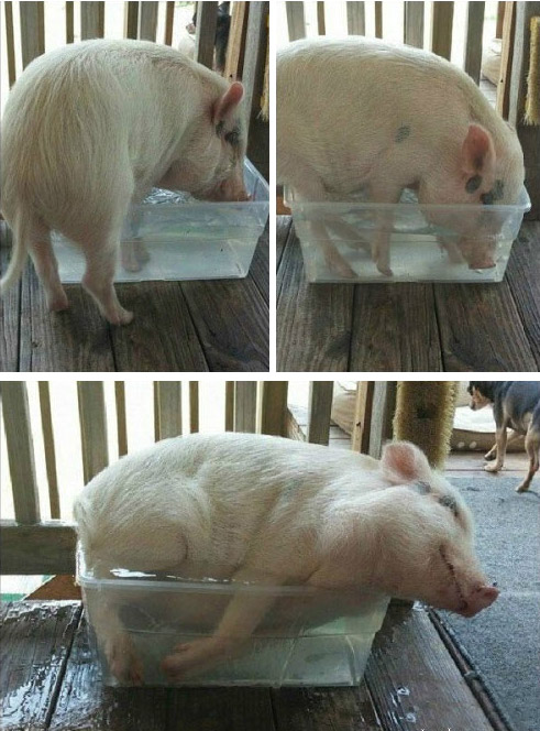 这小猪太会享受了动物gif搞笑图片