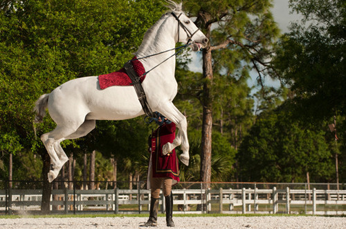 来，跳好摆好姿势，晚上给你加餐动物gif搞笑图片