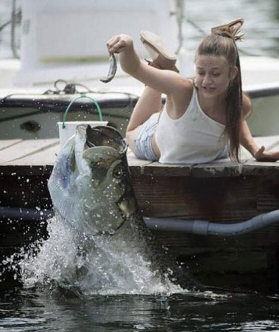 你这钓鱼技术哪儿学的？动物gif搞笑图片