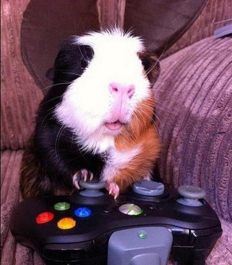 人类这玩意还挺好玩的呢动物gif搞笑图片