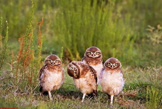 听说歪着头比较萌动物gif搞笑图片