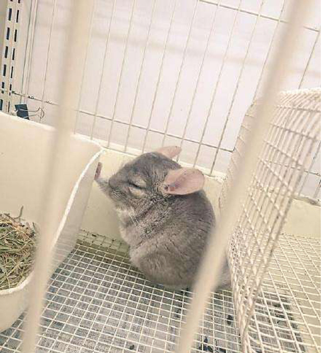 思考人生的鼠动物gif搞笑图片