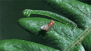 放慢看这画面，我似乎可以看到菜青虫的牙齿了动物gif搞笑图片