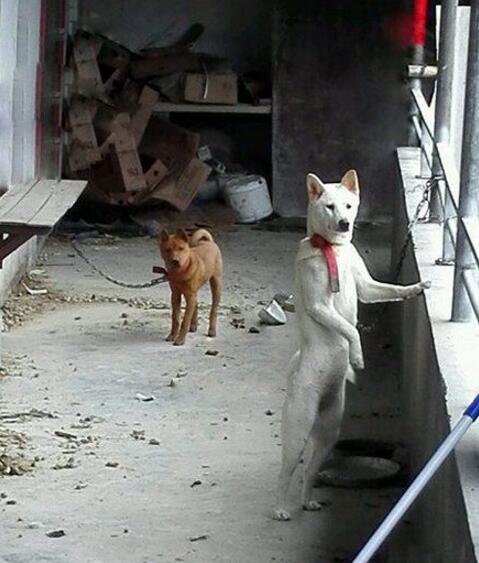 外面的世界很精彩，外面的世界很无奈动物gif搞笑图片