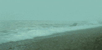 鲸鱼戏海豹动物gif搞笑图片