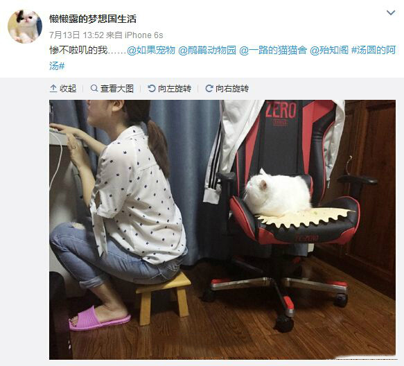 猫奴的正确坐椅子方式动物gif搞笑图片