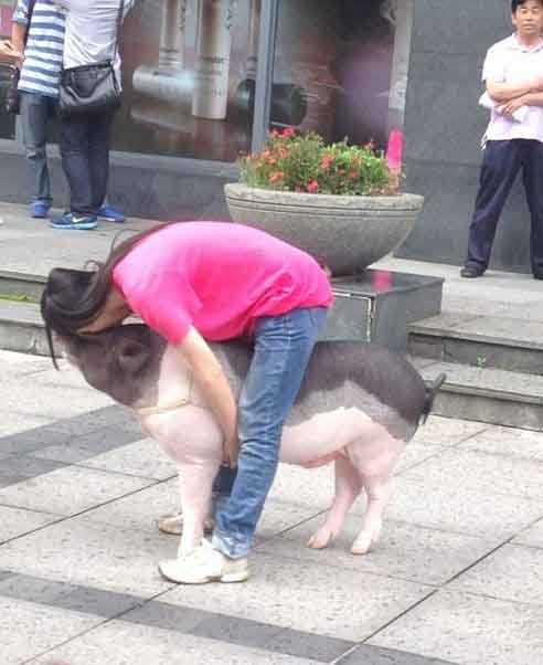 二师兄好幸福动物gif搞笑图片