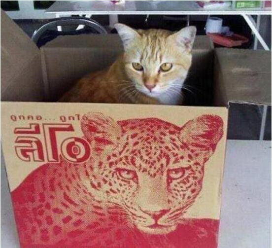 图片仅供参考，请以实物为准动物gif搞笑图片