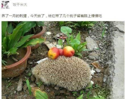 养刺猬非常地省心动物gif搞笑图片