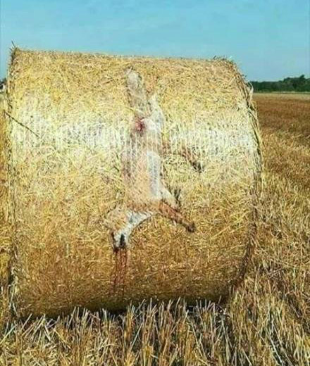 一个悲伤的故事动物gif搞笑图片