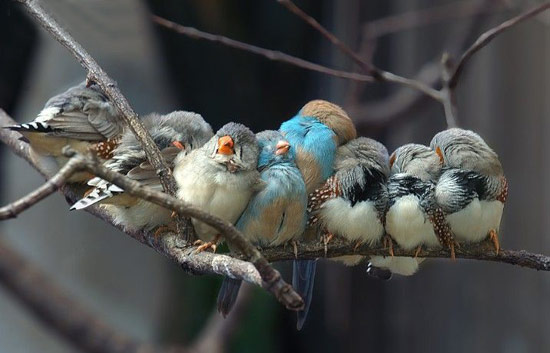 鸟儿们的相亲大会动物gif搞笑图片