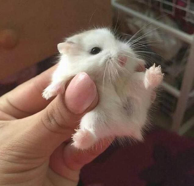 人类你最好放下我，你摊上大事了动物gif搞笑图片