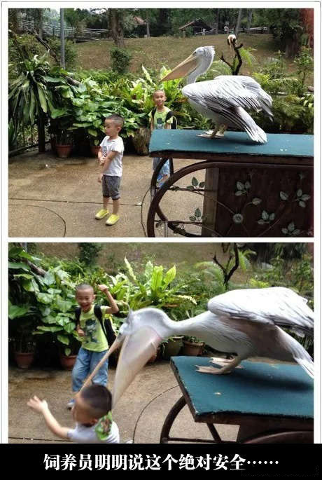 想不到鸟类也如此凶残动物gif搞笑图片