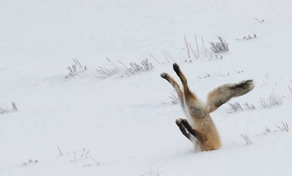 有啥事好好说不行么？动物gif搞笑图片
