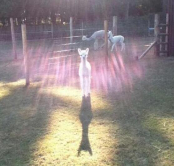 一只天神级别的草泥马动物gif搞笑图片