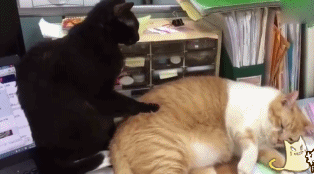 特喵的没吃饭吗？用点力啊动物gif搞笑图片