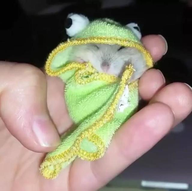 伪装成青蛙动物gif搞笑图片