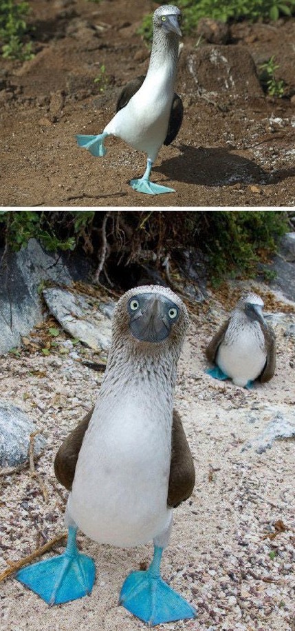 天生萌物动物gif搞笑图片