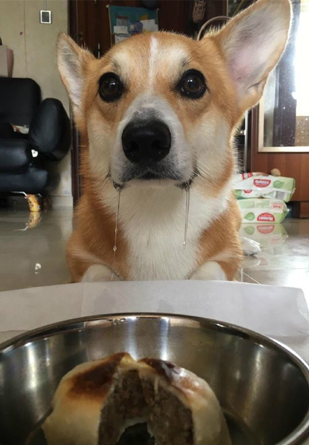 宝宝饿了，但宝宝不说动物gif搞笑图片