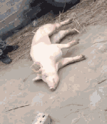 小时候妈妈不给买玩具时，简直生动形象动物gif搞笑图片