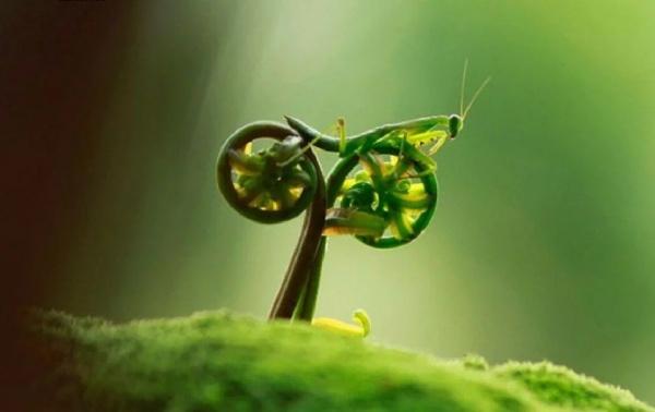 战车动物gif搞笑图片