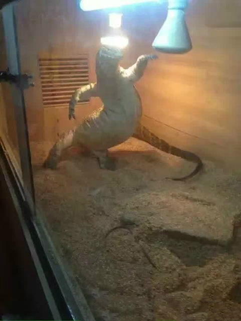 蜥蜴在笼子里的生活还是挺丰富多彩的动物gif搞笑图片