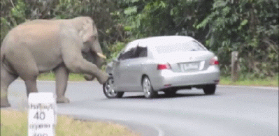 不给糖就捣蛋动物gif搞笑图片