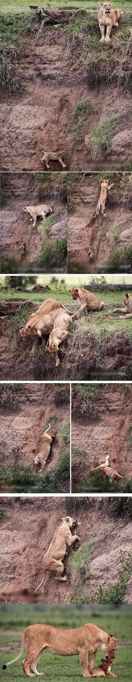 小狮子救援行动动物gif搞笑图片