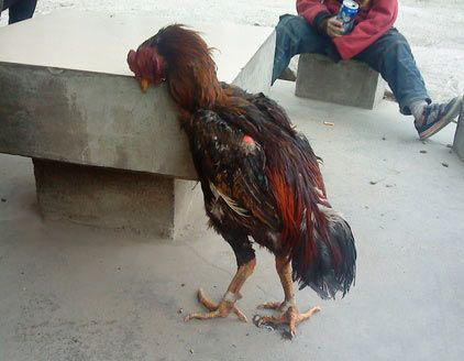 擦~这都能睡着动物gif搞笑图片