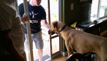 很懂得守规矩的汪星人动物gif搞笑图片