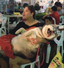 二哈的眼神也是没谁了~动物gif搞笑图片