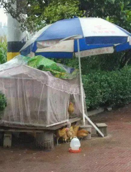 头一次见到如此奢华的鸡窝动物gif搞笑图片