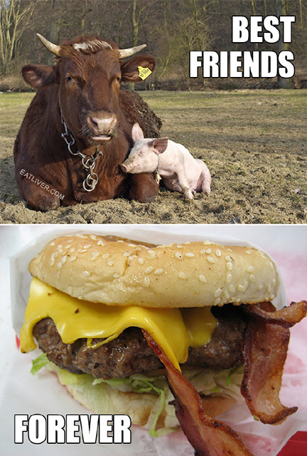 生死与共的好朋友动物gif搞笑图片