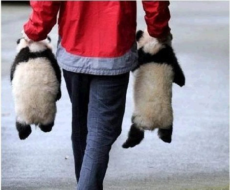 太调皮了，丢掉！谁要谁抱走。。。动物gif搞笑图片