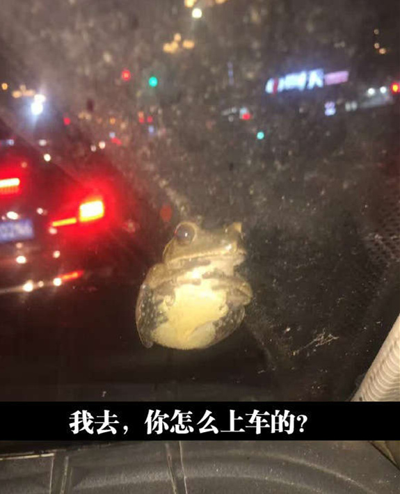 “年轻人，你渴望得到力量么”动物gif搞笑图片