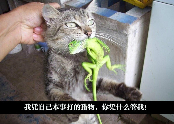 蜥蜴比你贵多了，懒猫动物gif搞笑图片