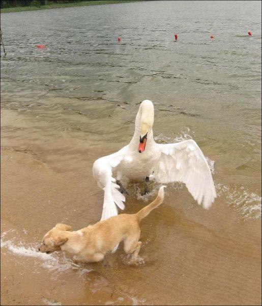 动物的亮剑精神动物gif搞笑图片