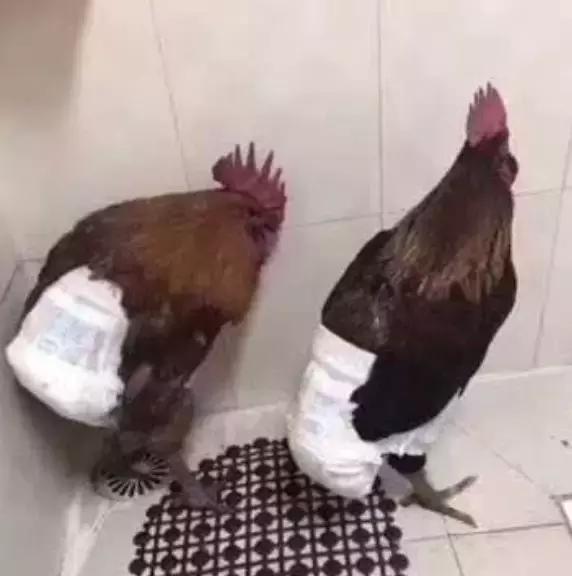 过年买的鸡过一段时候再杀动物gif搞笑图片