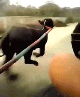 我家今天这是怎么了？一路狂奔，根本停不下来啊动物gif搞笑图片