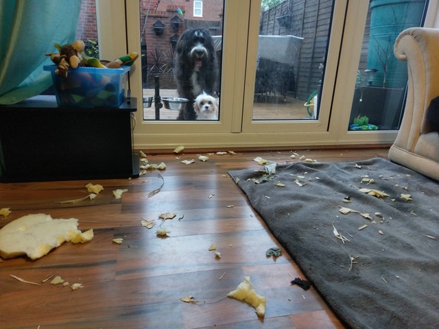 这俩货，今晚不准进屋动物gif搞笑图片