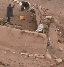 奶牛也不是好欺负的动物gif搞笑图片