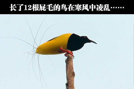 好像一个发黑的芒果，想吐(┬＿┬)动物gif搞笑图片