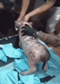 社会猪哥动物gif搞笑图片