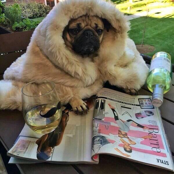 真是有滋有味动物gif搞笑图片